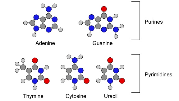 Acide ribonucléique