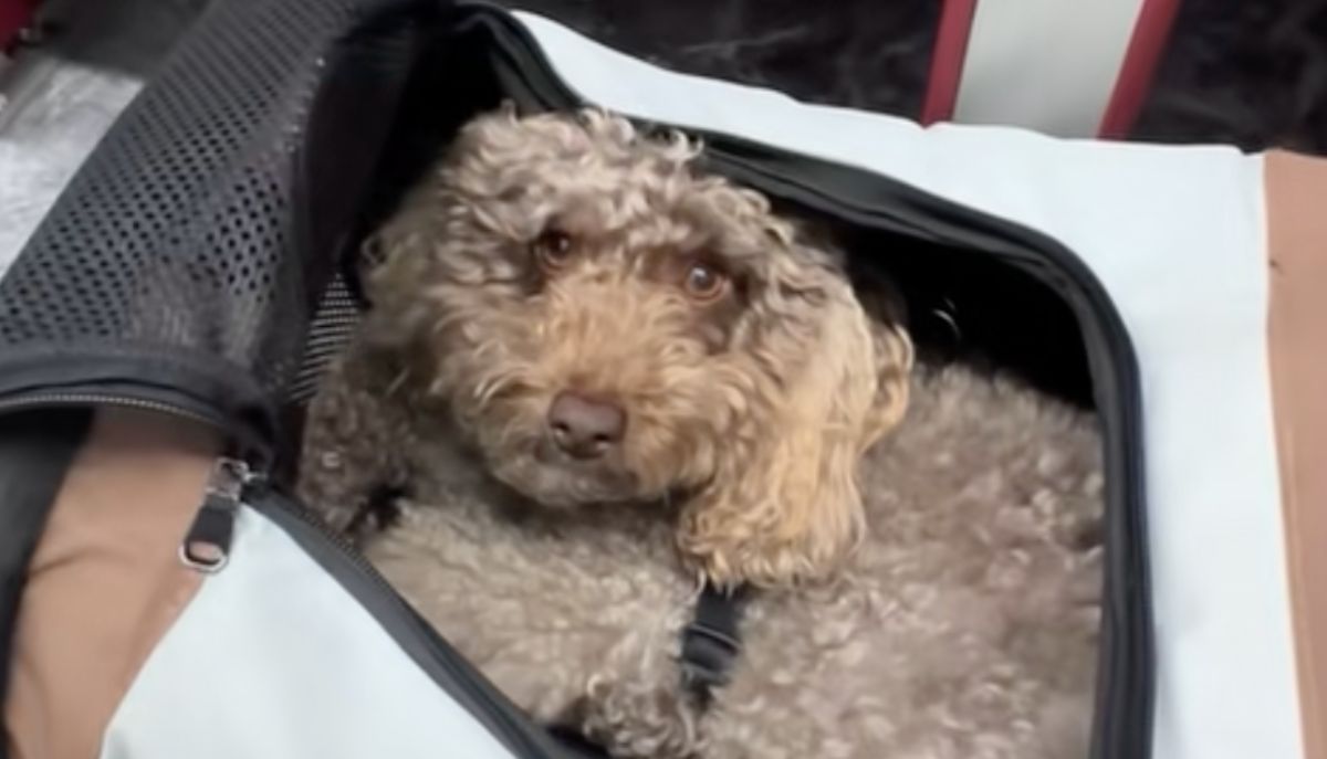il emmène le caniche à l'université mais c'est un "saint" et personne ne le remarque